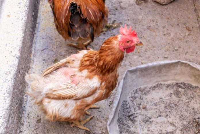 Traitement pour une poule qui perd ses plumes : causes et solutions